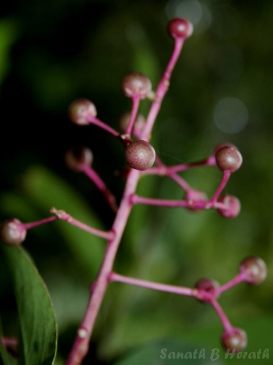 Ardisia rothii A.DC.